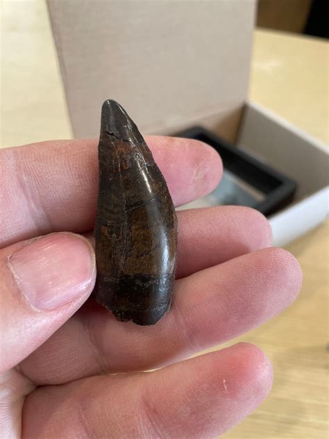 canadian tyrannosaur tooth for sale.